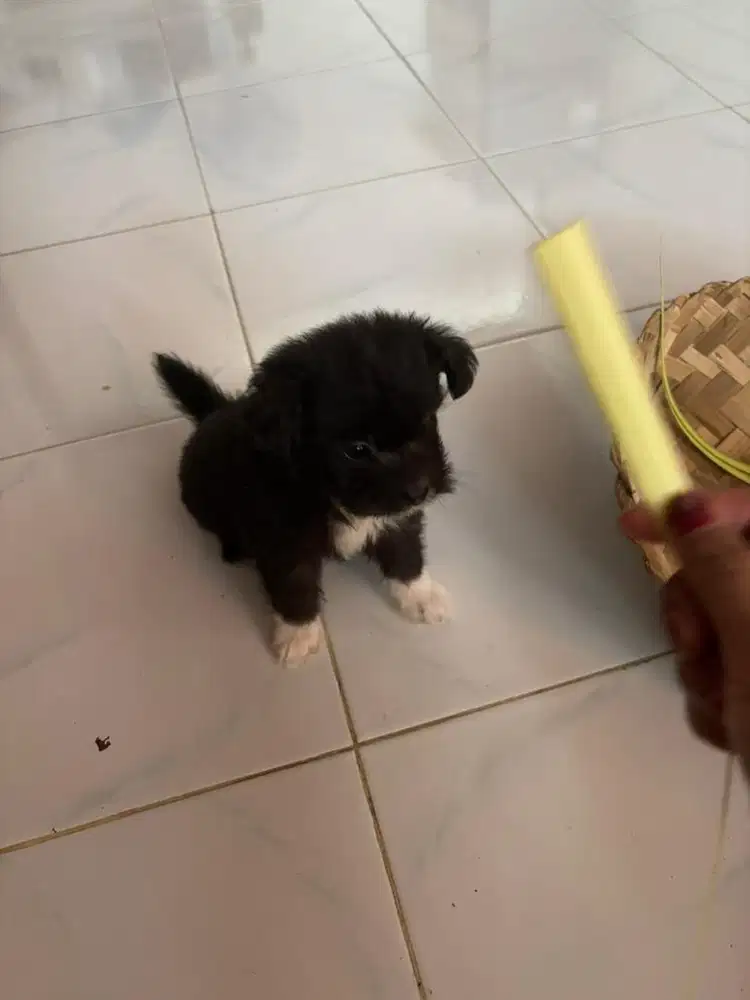 Anakan pim mix poodle