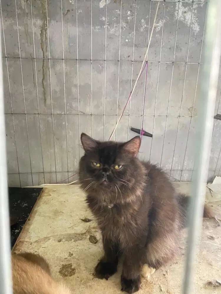 KUCING PERSIA PLATNOSE