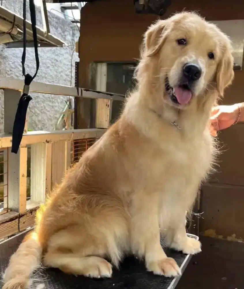 Golden Retriever jantan1 dan betina 2