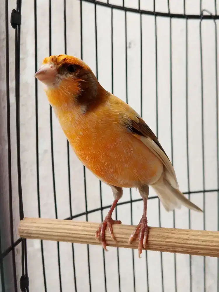 Burung kenari loper gacor atas bawah