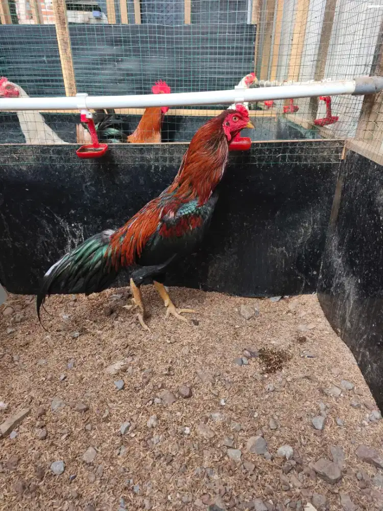 Ayam Saigon Full Bulu