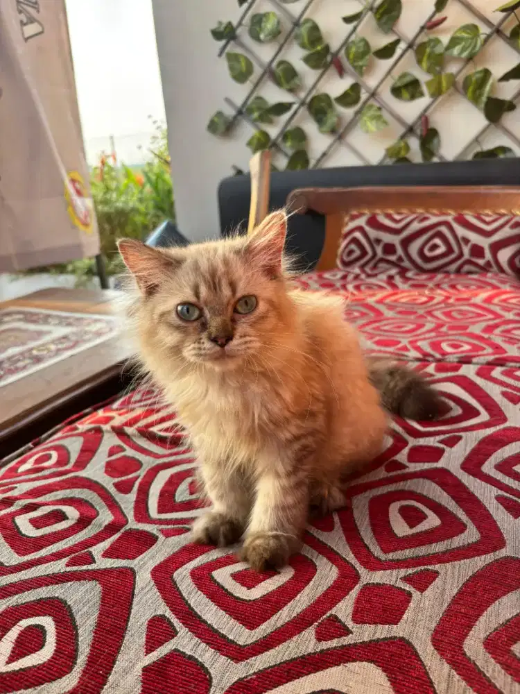 Kucing kitten himalaya