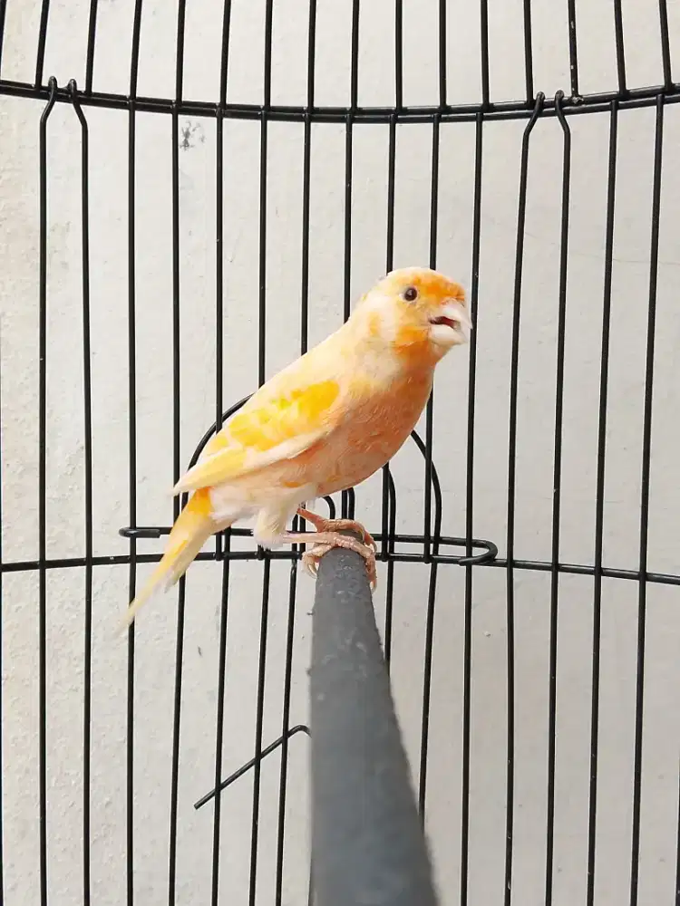 Burung kenari loper jantan PAUD riwikan