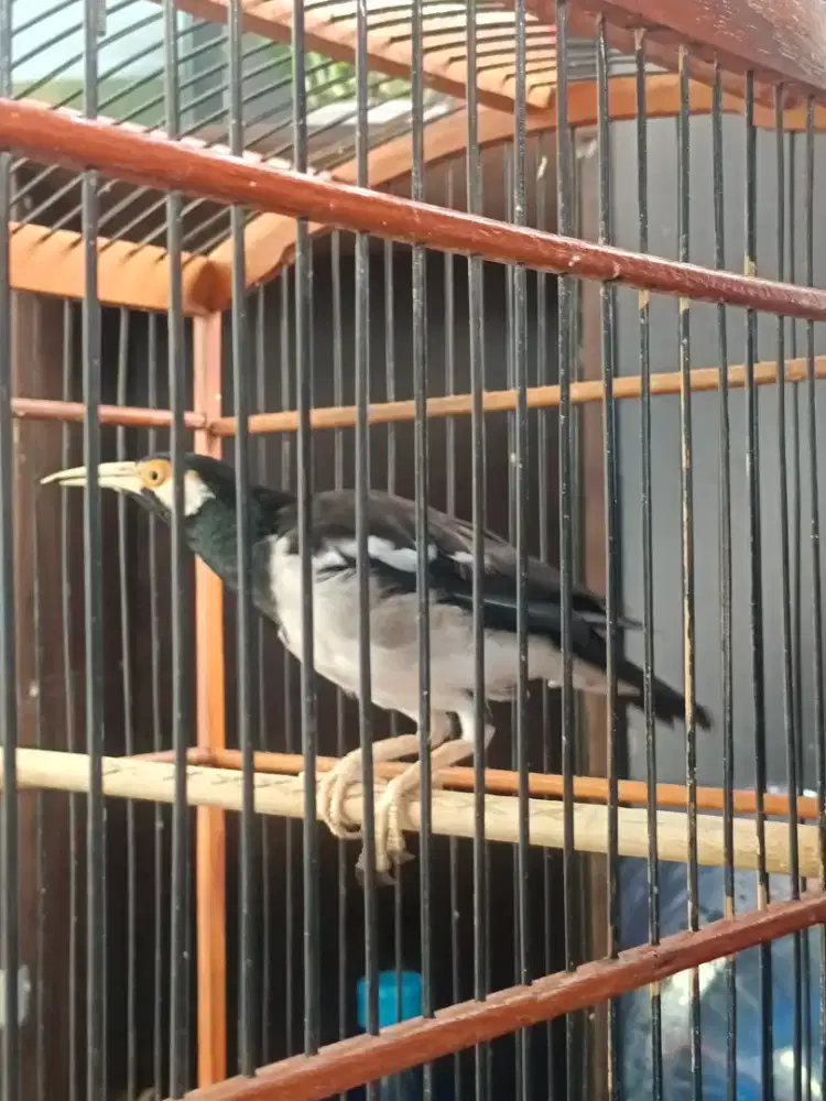 Suren gacor sudah mompa (fs)