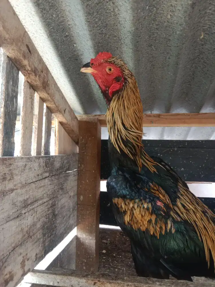 Jual ayam pama x mangon