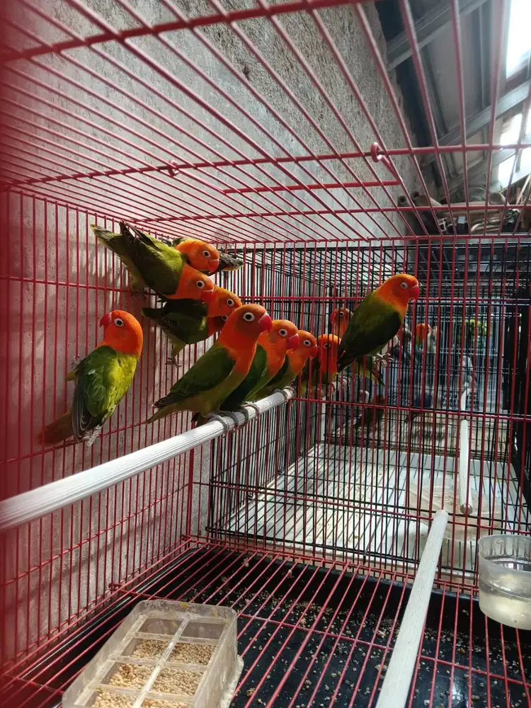 LOVEBIRD USIA BALIBU(BAWAH LIMA BULAN) JAMINAN SEHAT