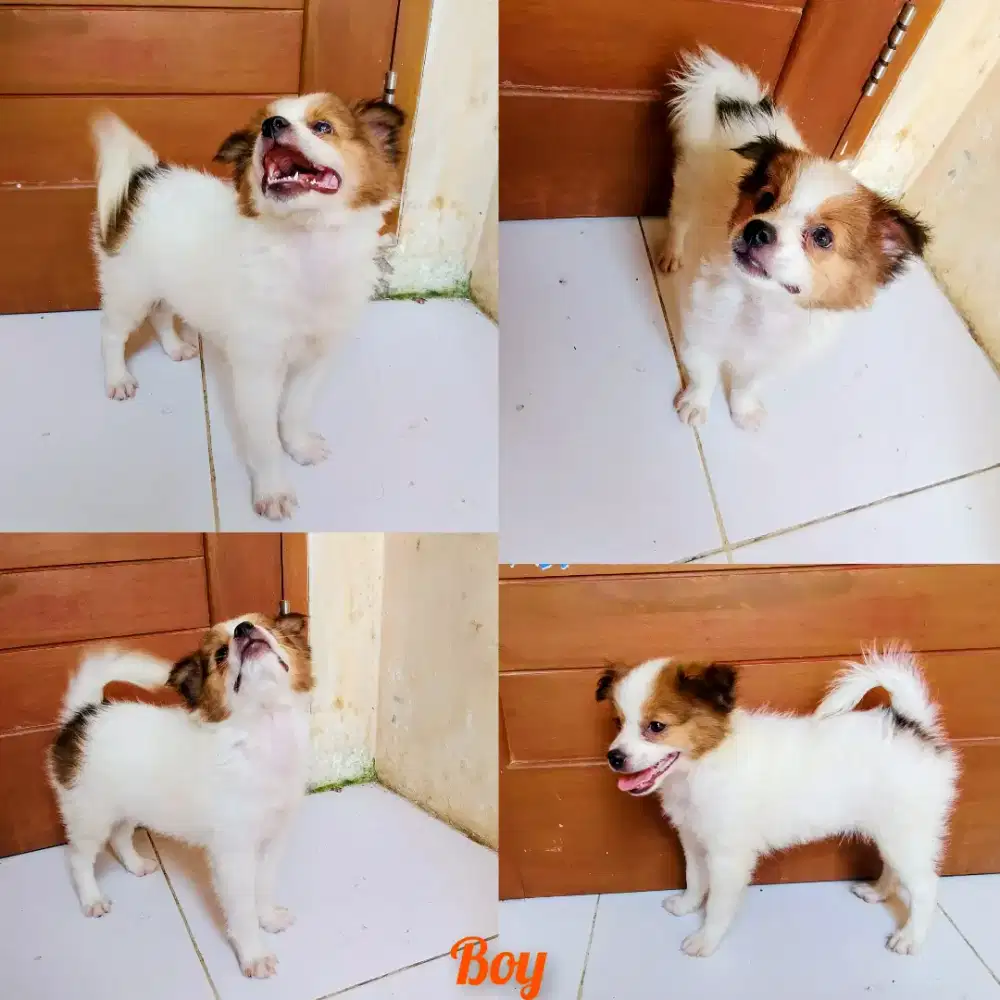 Puppy minipom jantan