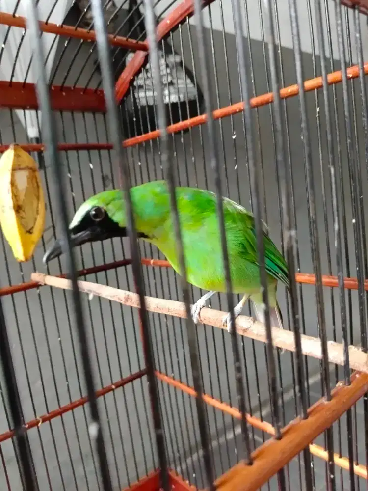 Burung full set Ebod