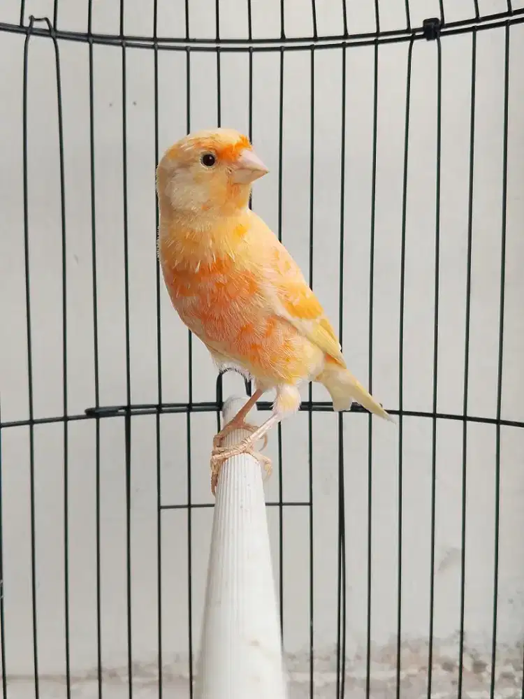 Burung kenari jantan loper PAUD riwikan