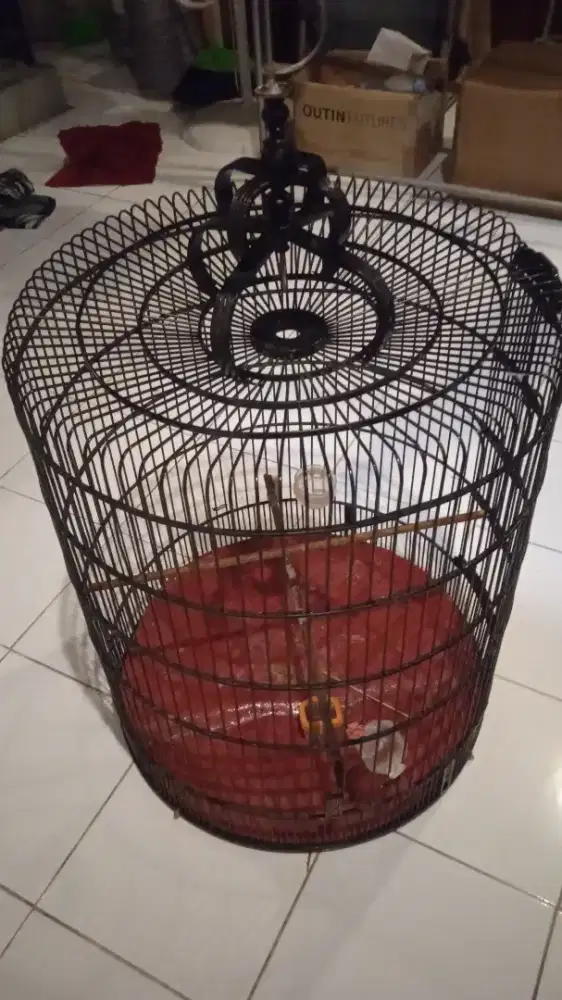 Kandang burung murai