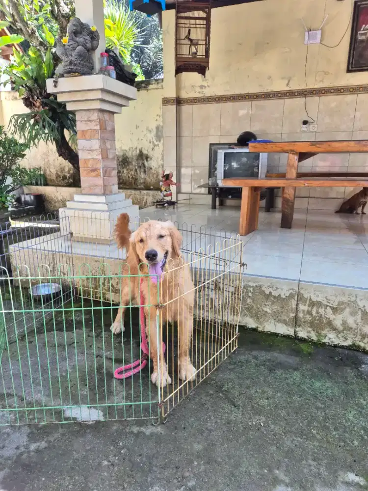 golden betina 7 bulan kuwalitas super istimewa