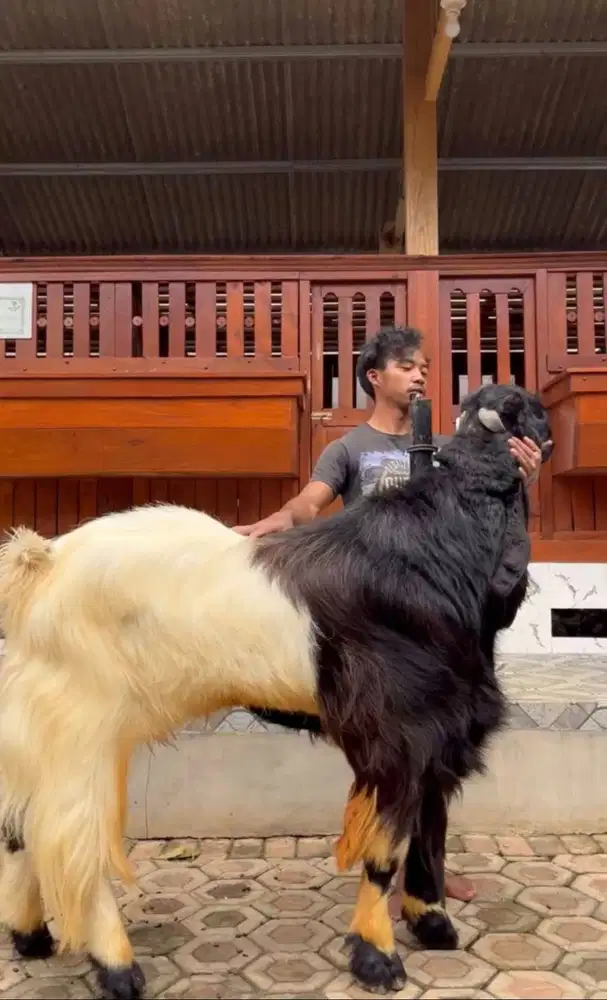 KAMBING QURBAN PREMIUM 1 TAHUN BERSIH SEHAT