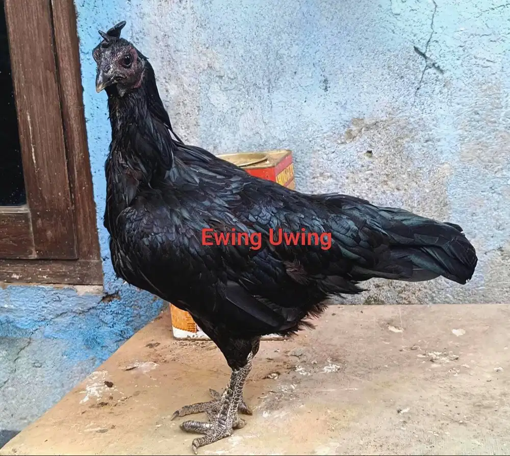 Ayam Cemani Babon siap Produksi