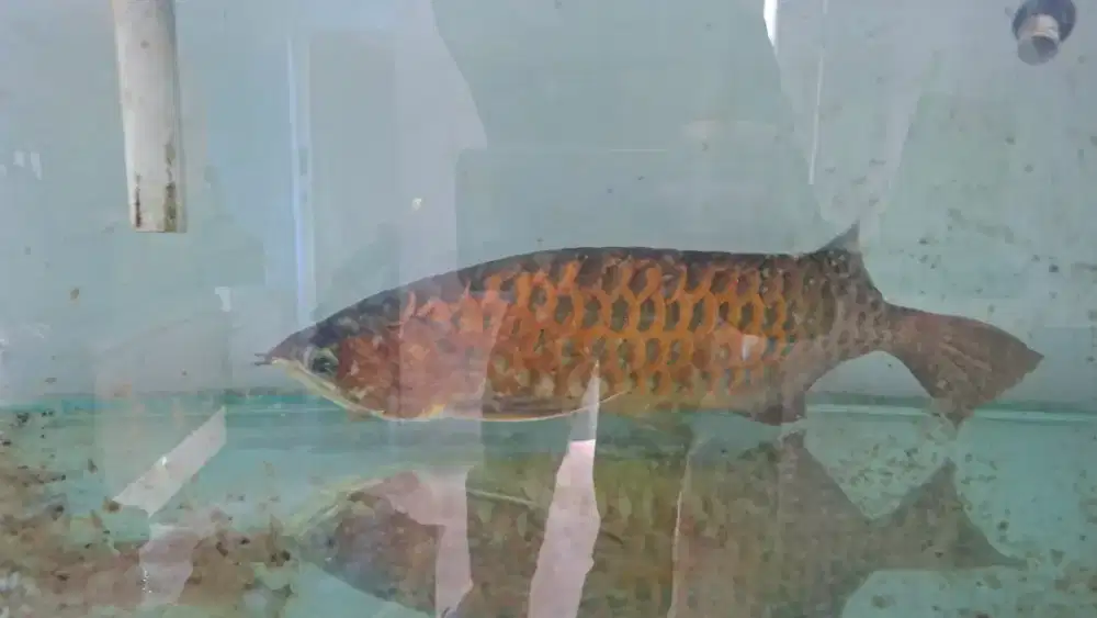 Arwana Red usia 5 tahun. Jual cepat
