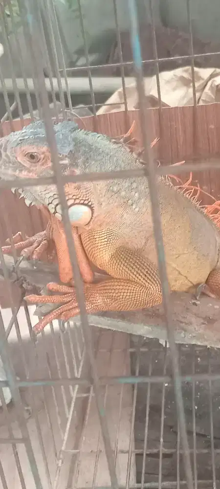 Iguana di jual panjang sekitar 1 meter warna merah