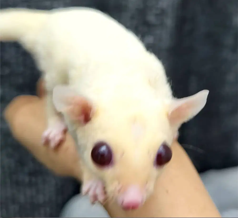 Sugar Glider putih mata ruby jinak lucu sehat SG unik