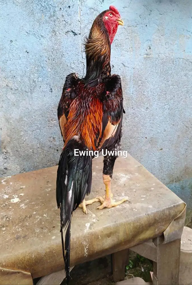 Ayam Bangkok Edisi SHAMO EROPA Trah Zhuckter