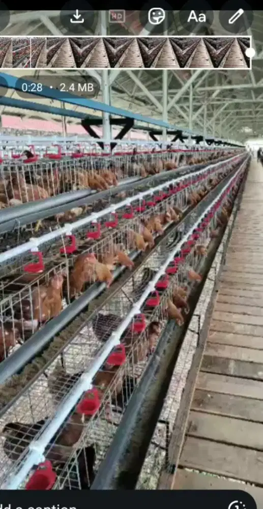 Ready ayam siap telor , pakan, obat dan vaksin lengkap