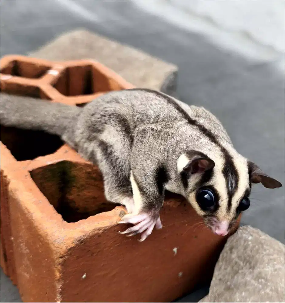 Sugar Glider coklat ekor hitam jinak lucu sehat SG unik