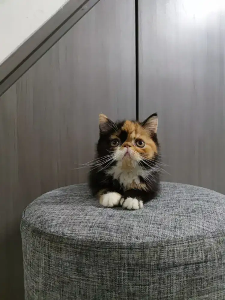 KUCING PERSIA EXOTIC SHORTHAIR BULU PENDEK PESEK