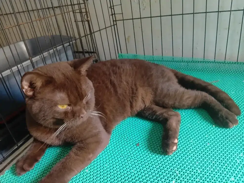 Bsh pure choco jantan usia 1tahun