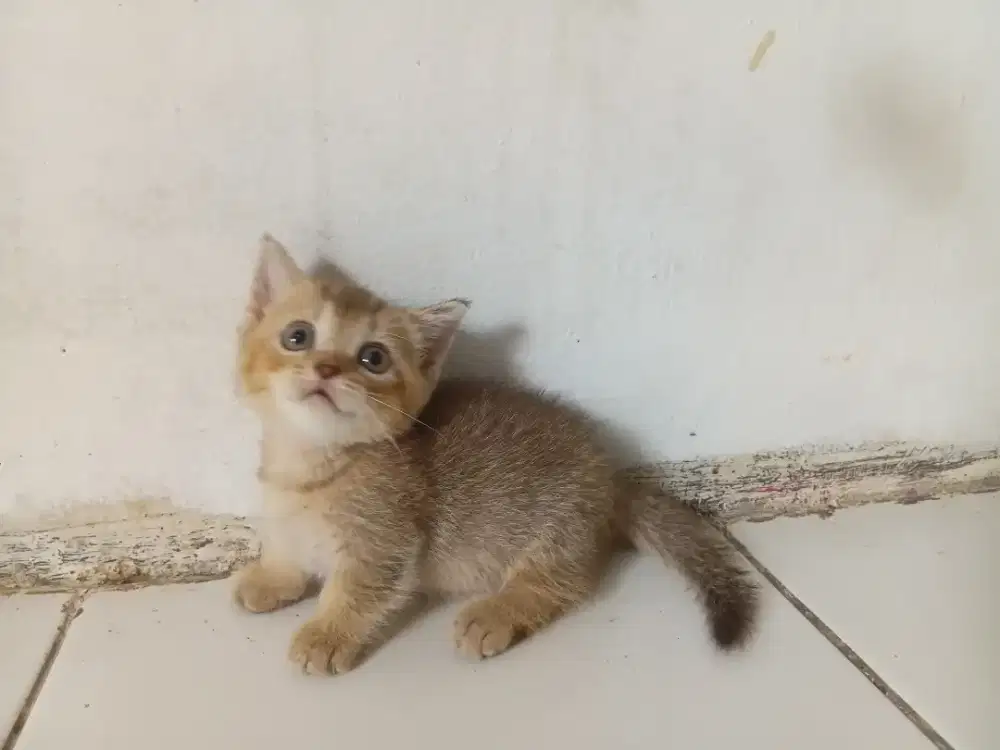 Munckhin bsh golden betina