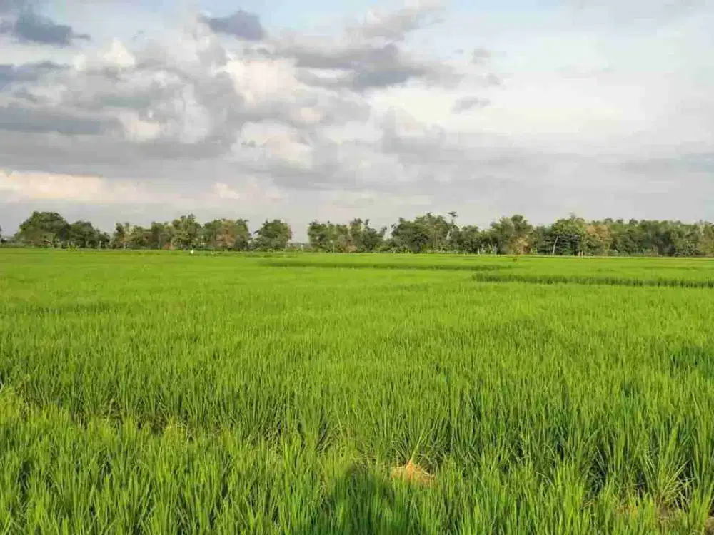 DI JUAL TANAH 

KEL. : NGELBUR
KEC. : KEDUNGPRING 
KAB  : LAMONGAN