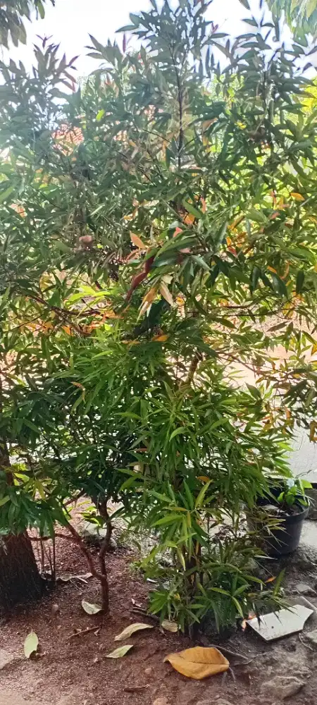 Jasa suruh siap mengerjakan apapun