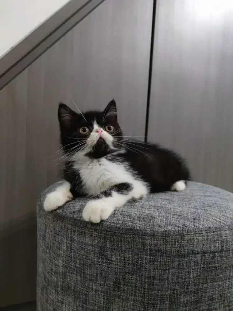 KUCING JANTAN PERSIA EXOTIC SHORTHAIR BULU PENDEK PESEK