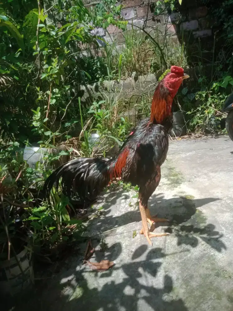 Shamo pakhoy muda 3 x abar teknik kontrol Monggo murah saja