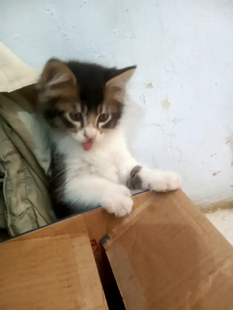 Anak kucing Jantan Persia Himalaya Mix