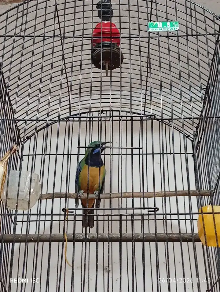 Cungkok jantan kepala abu ex masteran