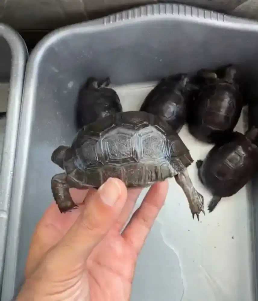 Kura Kura Darat Baby Aldabra Gread A