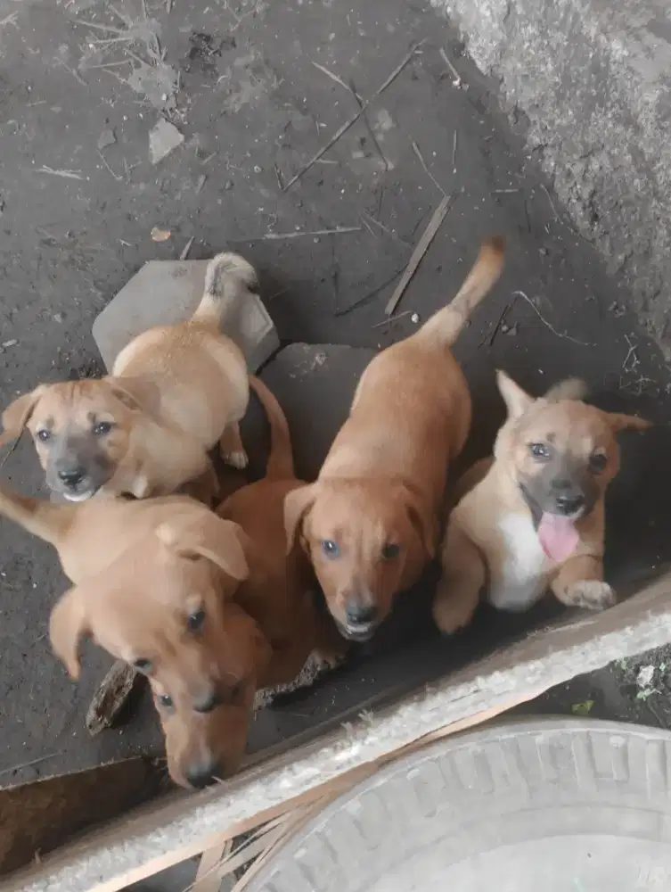 Anak anjing campuran jerman dan tekel
