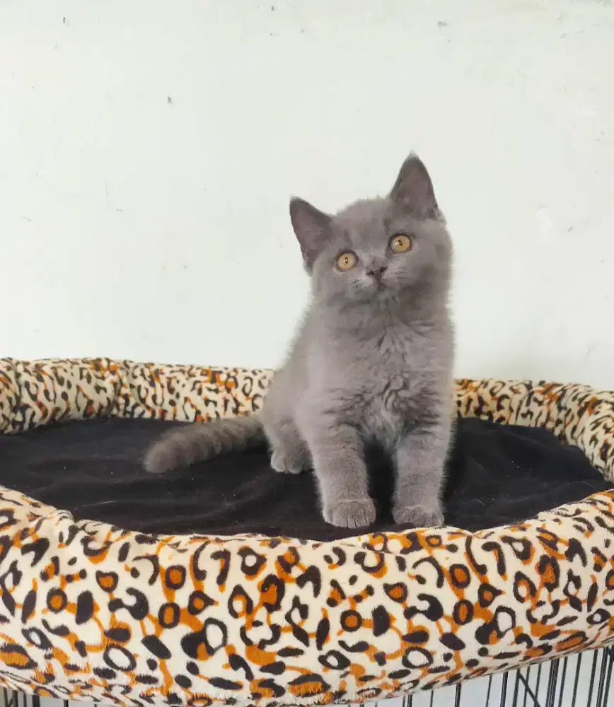 MunchkinBSH Blue Solid