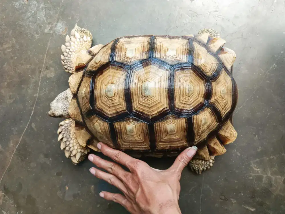 Kura kura darat sulcata 33cm