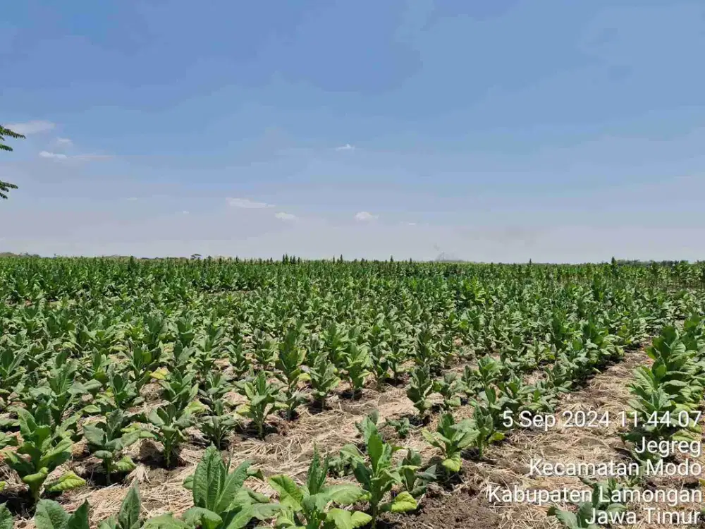 DI JUAL TANAH 

KEL. : JEGREG
KEC. : MODO
KAB  : LAMONGAN