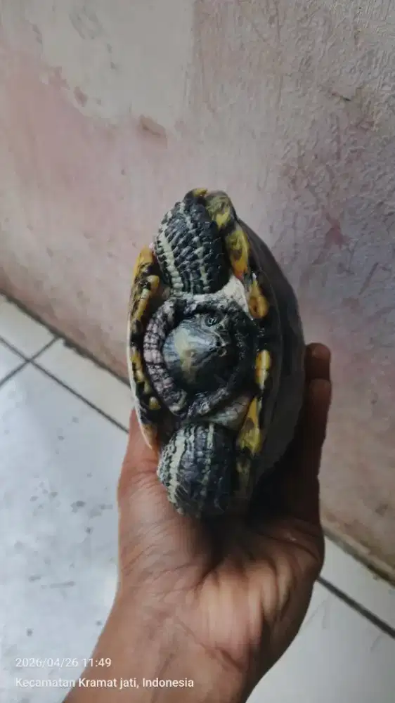 Kura2 hijau pipi merah