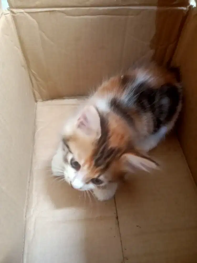 Anak kucing Betina jenis Persia Himalaya Mix