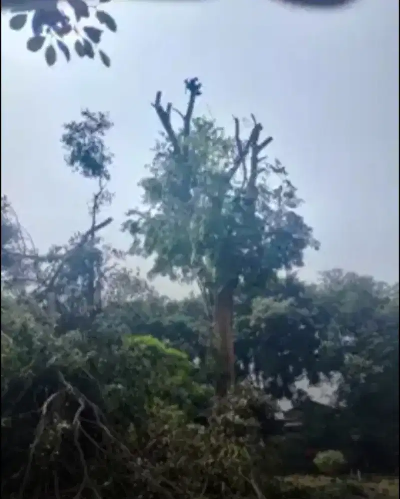 Jasa tebang pohon dan potong rumput