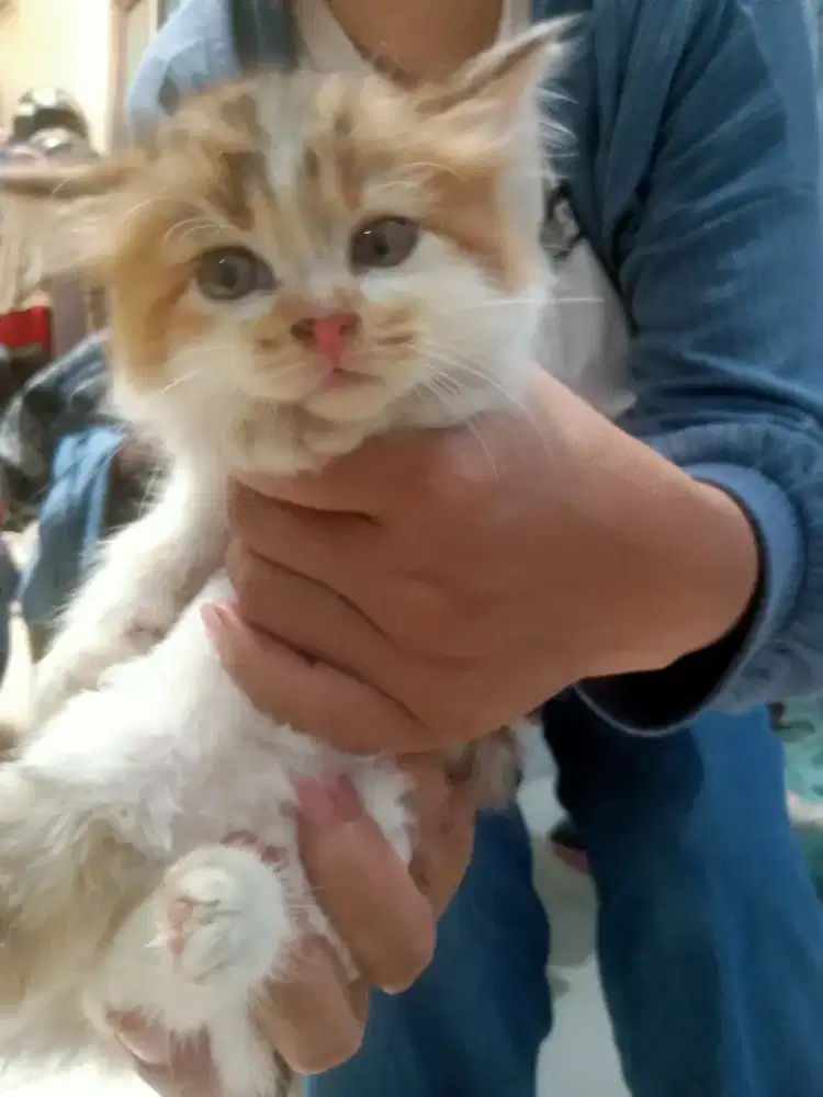Anak kucing Betina jenis Persia Himalaya Mix