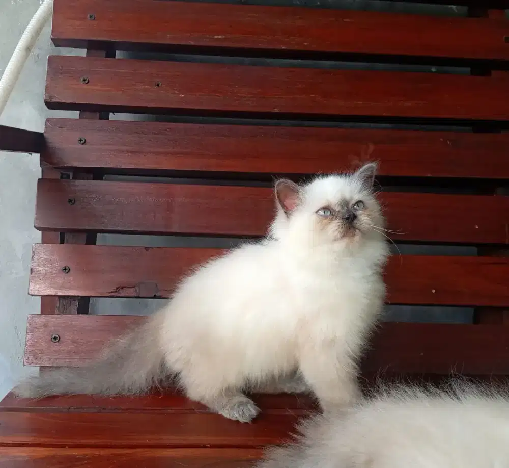 Kucing himalaya