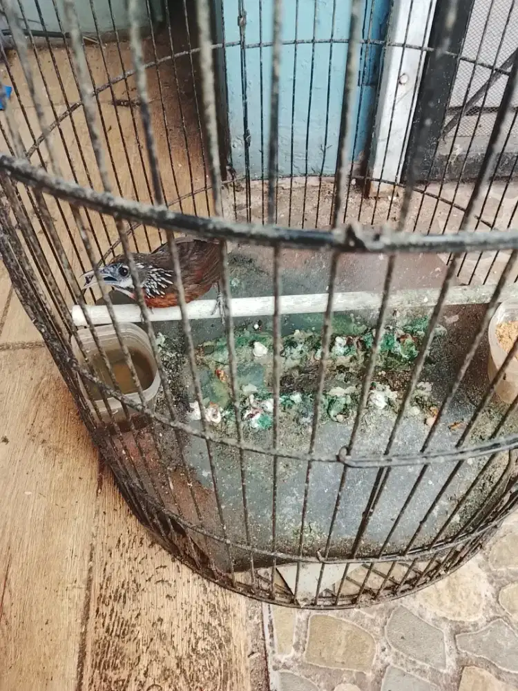 Jual burung Tepus lurik gede