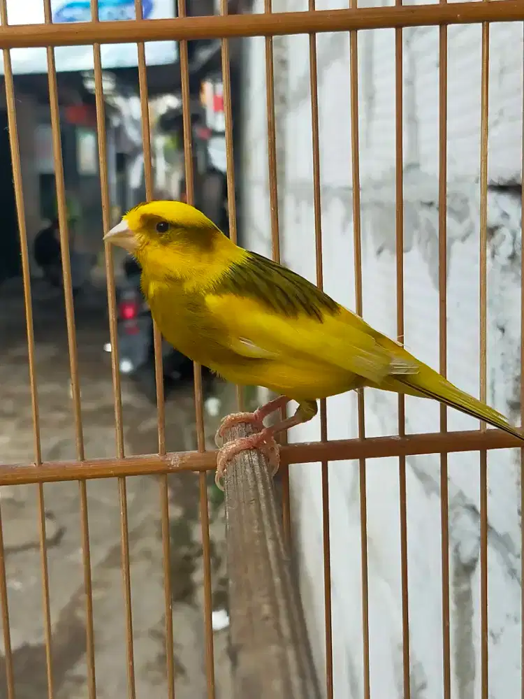 Burung kenari bon kuning gacor
