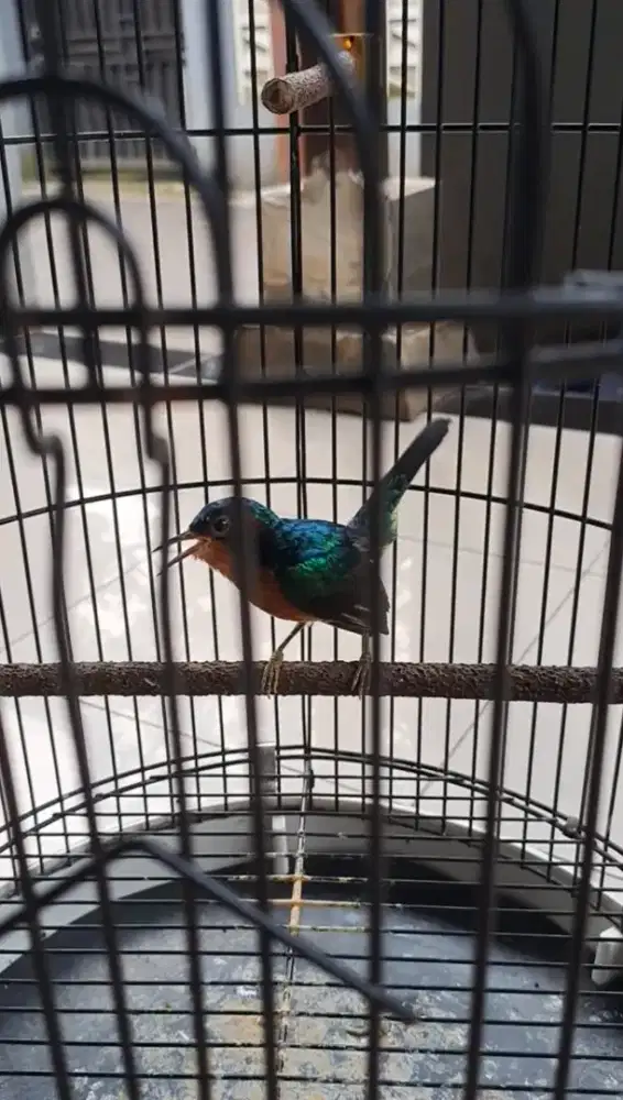 Burung kolibri wulung