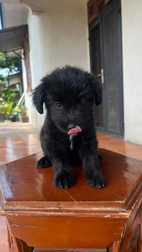 Dijual Anjing Mix Puddel x Kampung