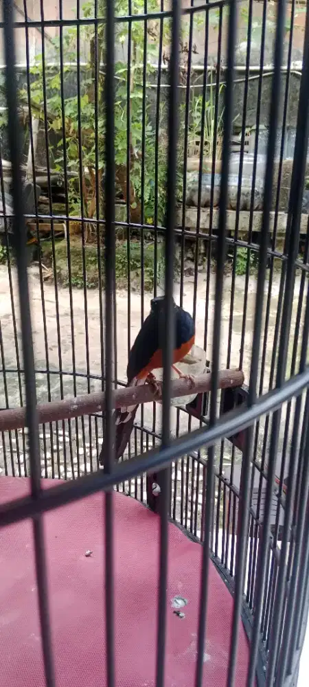 Murai batu apa ada nya