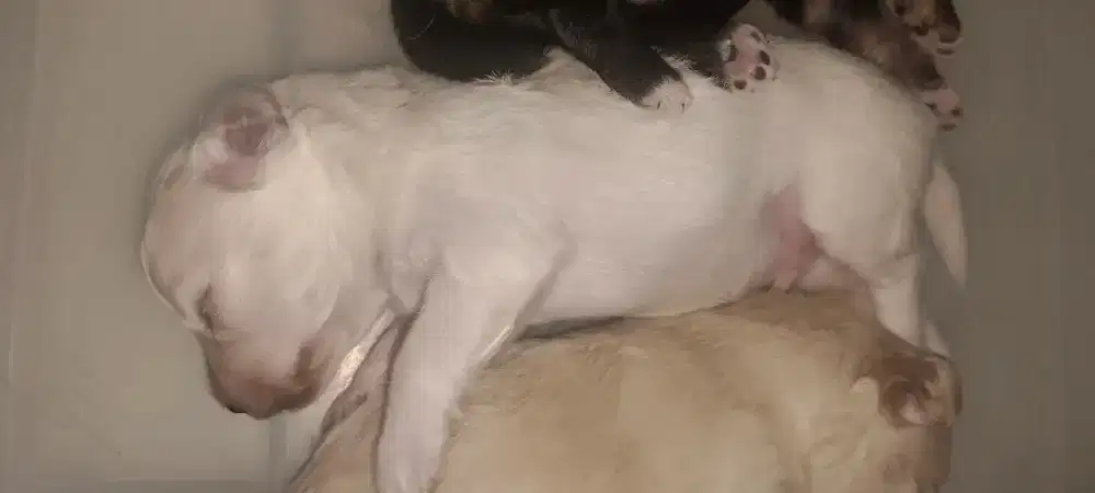 Anjing Poodle vs Minipom