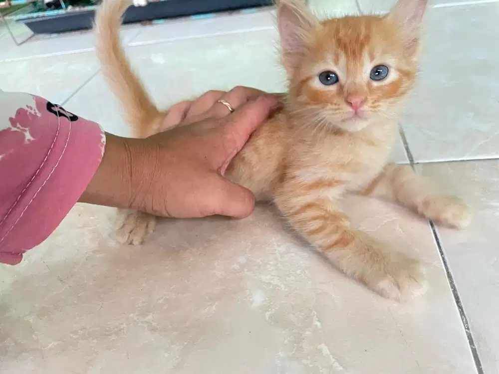 KITTEN HIMALAYA MIX PERSIA