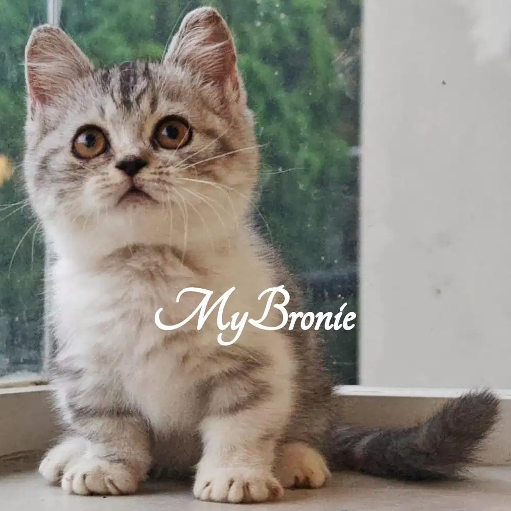 Kucing munchkin british shorthair betina